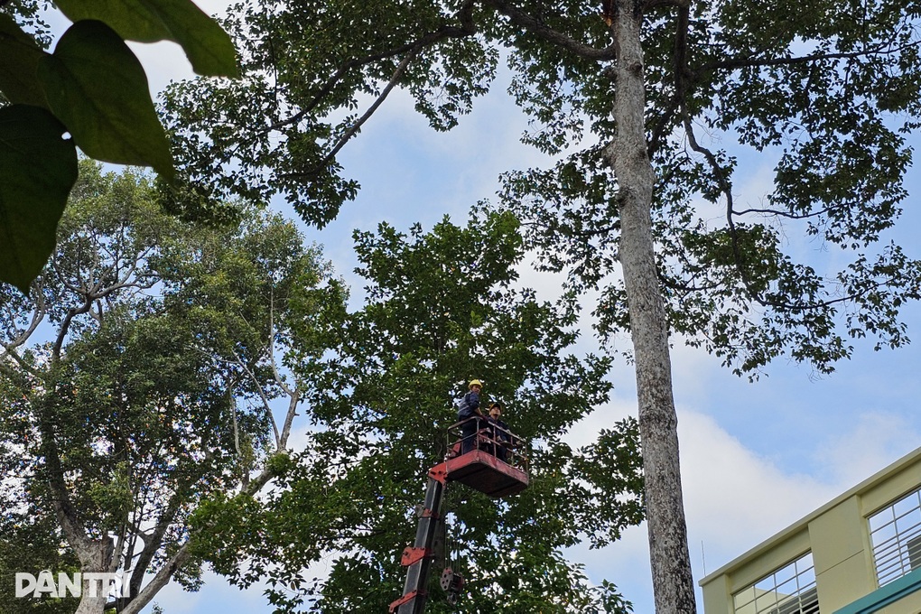 Nạn nhân bị nhánh cây đè ở Công viên Tao Đàn có được bồi thường? - 2