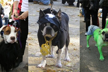 Trang phục Halloween của những chú chó