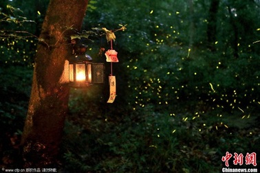 Ngợp mắt với những “thiên đường đom đóm” trên thế giới