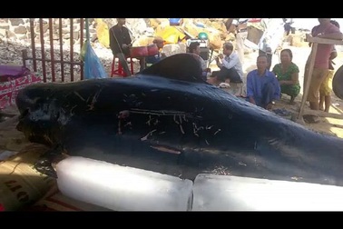 Ngư dân Quảng Ngãi an táng cá Ông nặng 600 kg