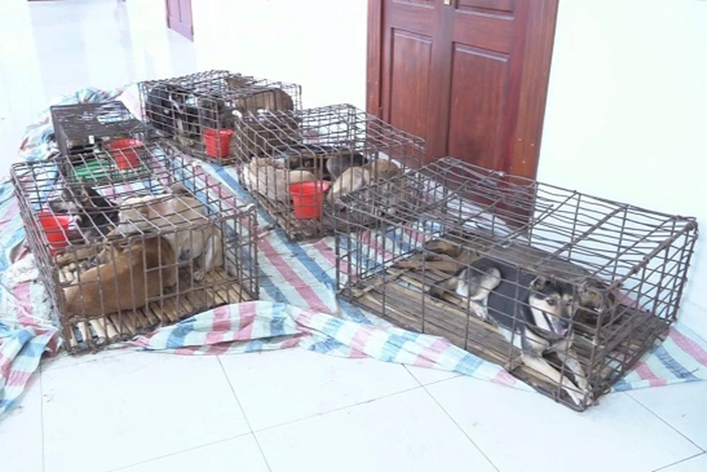Mỗi đêm bắt trộm gần 100 con chó bằng súng điện - 3 Mỗi đêm bắt trộm gần 100 con chó bằng súng điện - 3