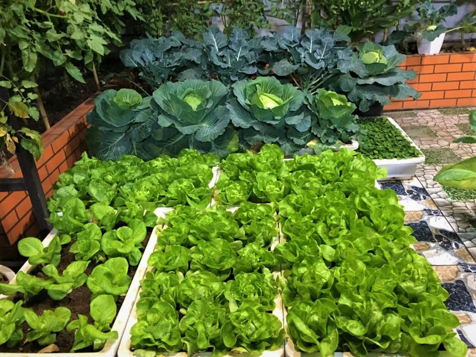 Người đàn ông Hà Nội phủ xanh sân thượng với khu vườn rau, trái sai trĩu - 4