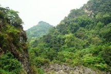 Rộ tin trúng cây sưa trăm tỉ đồng ở Phong Nha - Kẻ Bàng