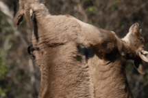 Cuộc chiến của Kangaroo kịch tính không khác gì một trận đấu Boxing thực sự