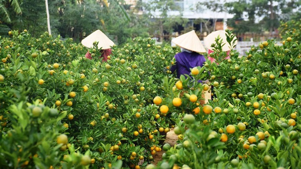 Thủ phủ quất Cẩm Hà nhộn nhịp vào vụ Tết Nguyên đán - 4 Thủ phủ quất Cẩm Hà nhộn nhịp vào vụ Tết Nguyên đán - 4