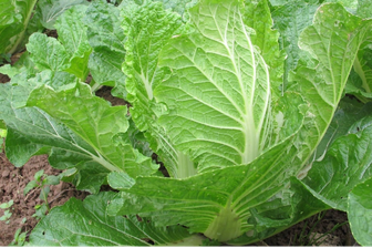 Loại rau quen thuộc là “lá chắn” phòng ung thư đại trực tràng