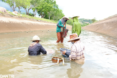Rộn ràng mùa cào hến trên cao nguyên Gia Lai