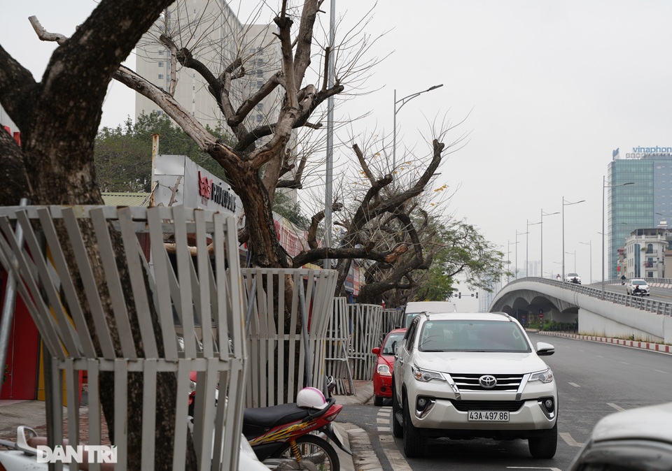 7 cây sưa đỏ quý hiếm trên đường Nguyễn Văn Huyên ở Hà Nội đã chết - 3 7 cây sưa đỏ quý hiếm trên đường Nguyễn Văn Huyên ở Hà Nội đã chết - 3