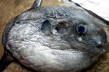 Nghệ An: Bắt được cá Mặt trăng nặng 15kg