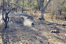 Kinh hoàng cảnh chúa sơn lâm phục kích ổ chó rừng