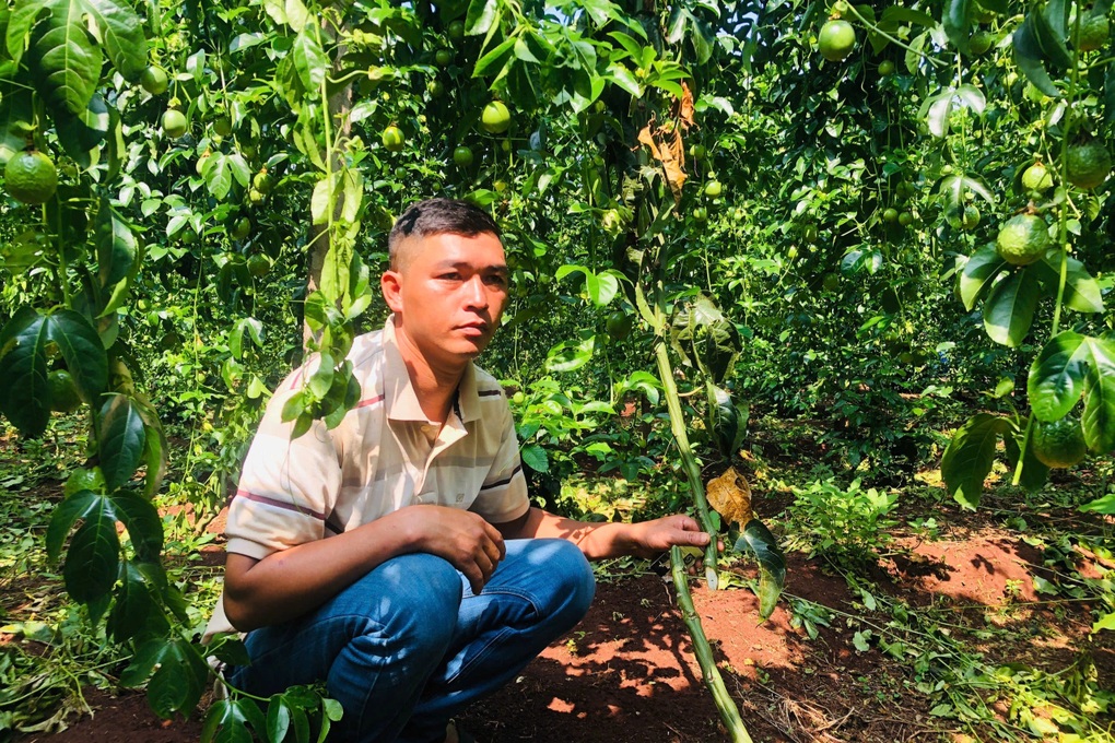 Chủ vườn xót xa nhìn hàng chục gốc chanh dây bị kẻ gian chặt phá - 1 Chủ vườn xót xa nhìn hàng chục gốc chanh dây bị kẻ gian chặt phá - 1