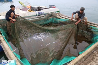 Cá lồng trên biển chết bất thường và hiện tượng váng đen lạ