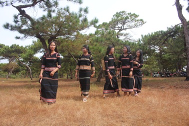 Thơ mộng đồi cỏ hồng dưới những gốc thông bonsai