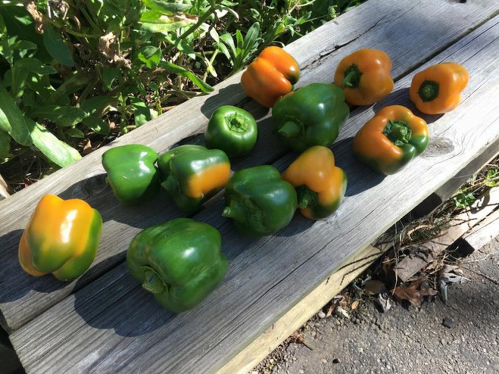 Nữ giáo viên nghỉ việc, làm vườn rau trái sạch chữa bệnh cho gia đình - 10 Nữ giáo viên nghỉ việc, làm vườn rau trái sạch chữa bệnh cho gia đình - 10