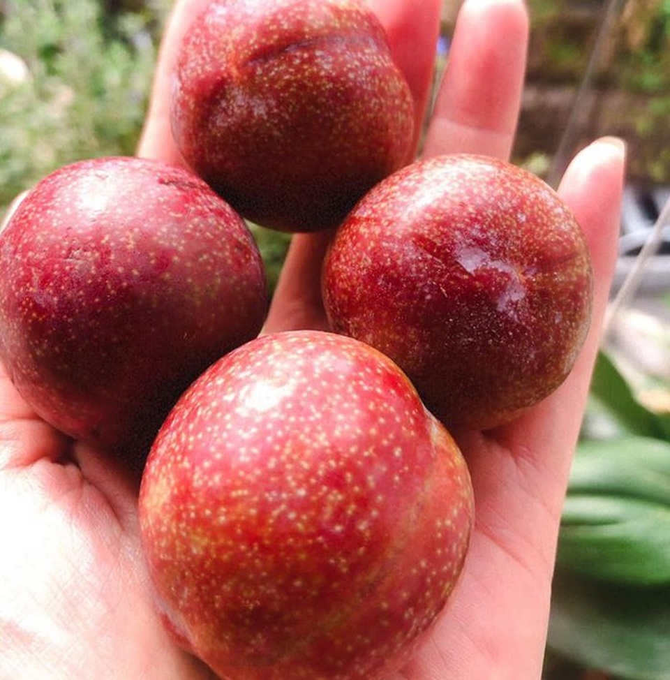 Mận đồi Pu Nhi ngọt như cherry, giá đắt ngang nho Mỹ vẫn “cháy” hàng - 9 Mận đồi Pu Nhi ngọt như cherry, giá đắt ngang nho Mỹ vẫn “cháy” hàng - 9