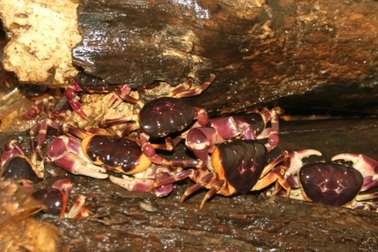 Đưa loài cấm đánh bắt vào bể nuôi, dân đảo thu trăm triệu đồng mỗi năm