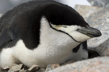 Loài chim độc đáo ngủ hơn 10.000 lần mỗi ngày