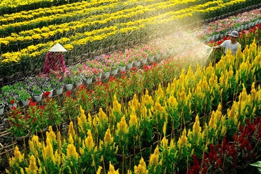 Tập đoàn FLC chuẩn bị khởi công khu đô thị cao cấp tại đất sen Đồng Tháp