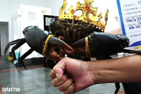 Con cua lớn nhất tại Ngày hội cua Cà Mau năm 2025 sẽ được làm gì?