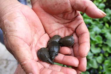 Lão nông chia sẻ bài học nhớ đời khi nuôi loài thích yên tĩnh, háu ăn