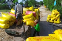 Lúa đông xuân sớm, nông dân trúng mùa được giá  