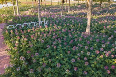 Chiêm ngưỡng đồi hoa túy điệp đẹp như cổ tích ngay gần Hà Nội