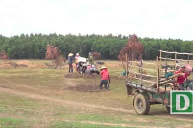 Phú Yên: Nhà nhà đổ xô đi đào đá “lạ”