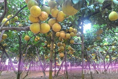Vườn bưởi của "vua bưởi xứ Mường" cháy hàng trước Tết