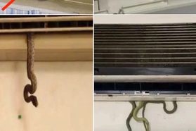 Ám ảnh rắn chui từ điều hoà: Chuyên gia chỉ sai lầm nhiều người mắc