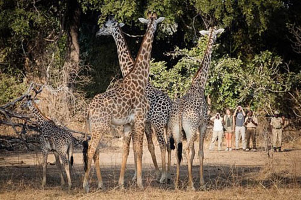 Các safari kỳ thú tiếp cận những “gã khổng lồ” hoang dã châu Phi - 1 Các safari kỳ thú tiếp cận những “gã khổng lồ” hoang dã châu Phi - 1