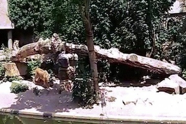 Khoảnh khắc chim lạc vào chuồng sư tử, bị vồ "không kịp trở tay"