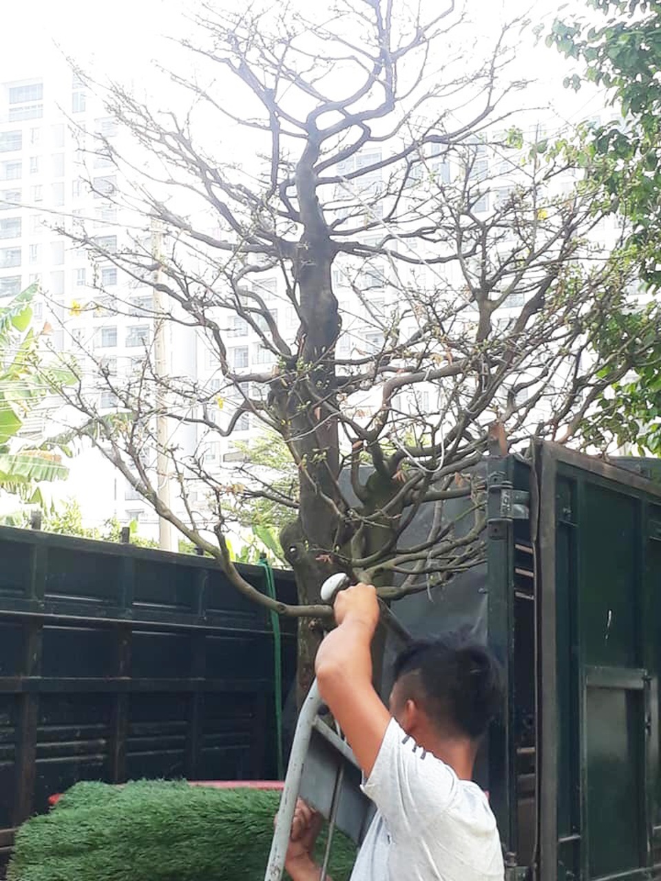 Kiếm cả trăm triệu đồng nhờ giao hoa mai dịp Tết - 4 Kiếm cả trăm triệu đồng nhờ giao hoa mai dịp Tết - 4