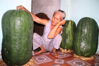 Làng bí đao khổng lồ mỗi quả nặng... hơn nửa tạ