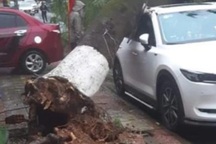 Mưa lớn làm đổ cây, lở đường, Quảng Trị tính phương án sơ tán 15.000 người