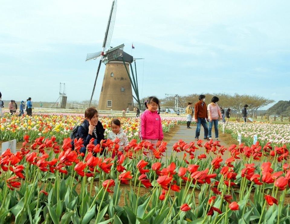 Thành phố cắt bỏ 100.000 bông hoa nhằm tránh người tới ngắm quá đông - 1 Thành phố cắt bỏ 100.000 bông hoa nhằm tránh người tới ngắm quá đông - 1