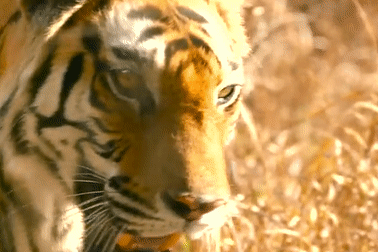 Đi săn thất bại, hổ mẹ kịp về hang cứu đàn con khỏi móng vuốt gấu lợn