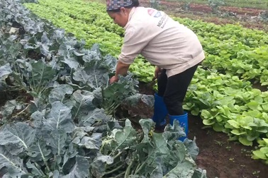 10 thước súp lơ không bán nổi một cây, nông dân mất trắng cả chục triệu đồng