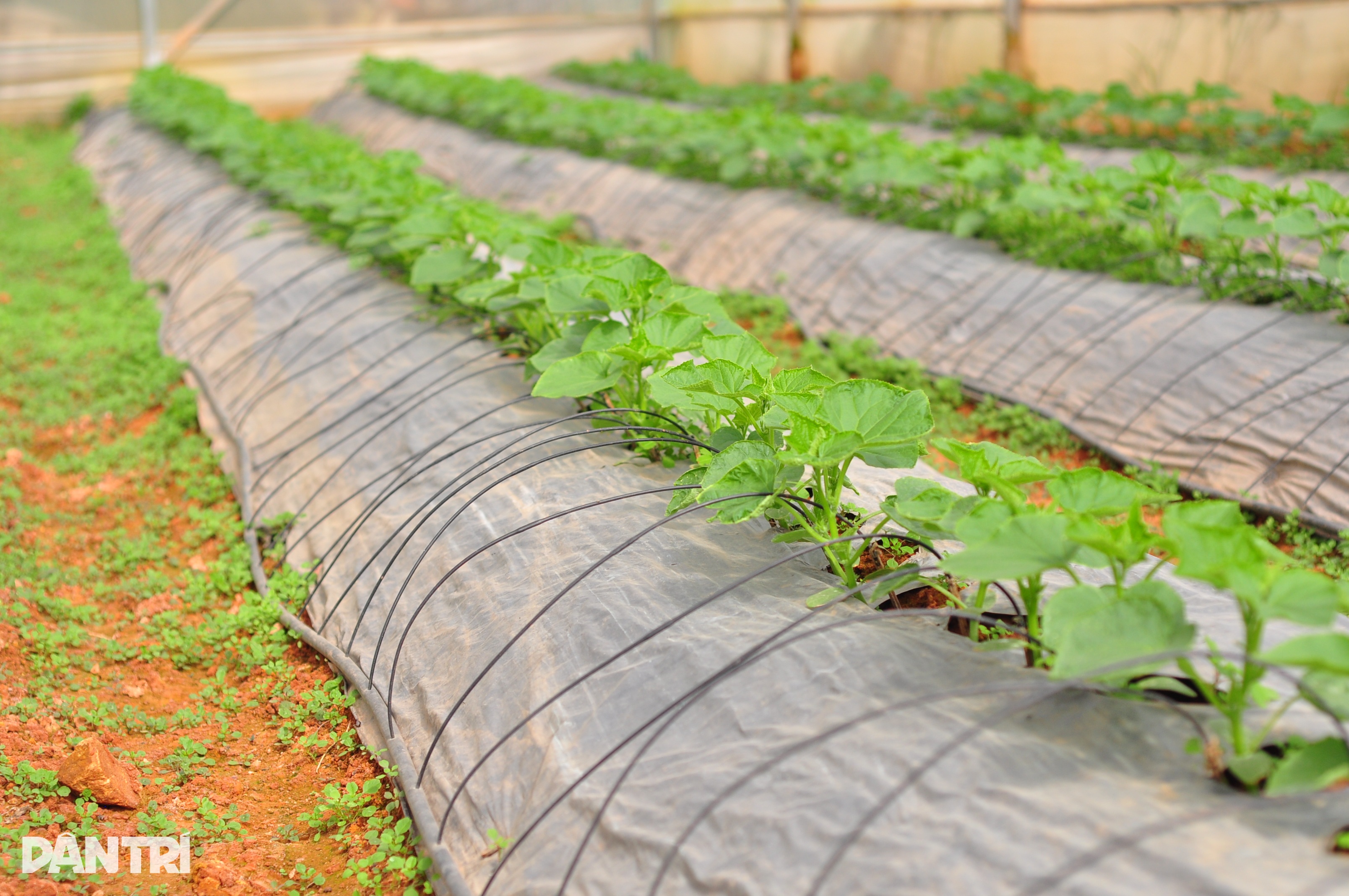 کرائے کے مزدور سے لے کر سبزیوں کے باغ کے مالک تک، جو سالانہ نصف بلین ڈونگ سے زیادہ کماتا ہے - 3 Từ người làm thuê trở thành ông chủ vườn rau, thu hơn nửa tỷ đồng mỗi năm - 3