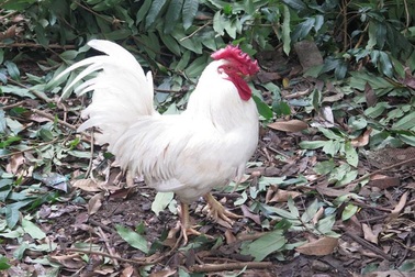 Gà "huyền thoại" 50 triệu đồng/con, đại gia lùng mua cúng tết