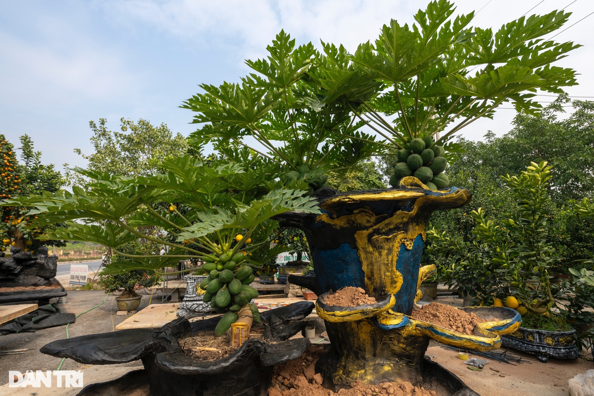Nông dân bán cây Tết độc lạ phục vụ giới thượng lưu, thu tiền tỷ mỗi năm - 9 Nông dân bán cây Tết độc lạ phục vụ giới thượng lưu, thu tiền tỷ mỗi năm - 9