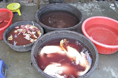 Bẩn ghê người cảnh giết mổ gia cầm tại chợ