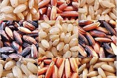 Yêu cầu ngưng hoạt động cơ sở chữa bệnh bằng... gạo lứt, muối mè