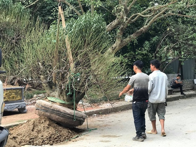 Khách đặt gần hết quất cảnh chơi Tết trước 2 tháng, chủ vườn nói bày ra phố cho vui - Ảnh 7.