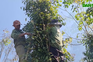 Nghề đu thang, đội nắng mưu sinh trên ngọn cây