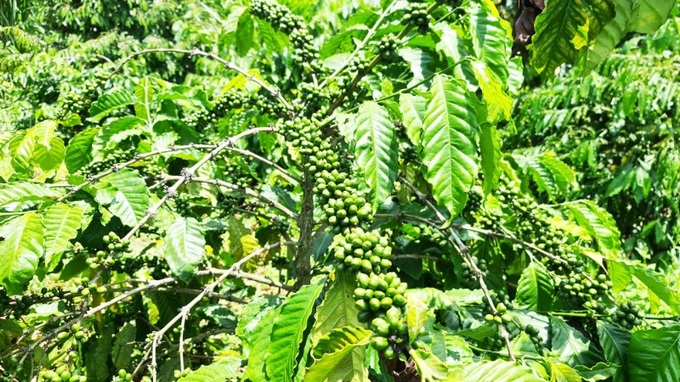 Cây cà phê trồng tại Đắk Lắk
