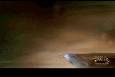 Tuyệt chiêu “súng nước săn mồi” của cá cung thủ