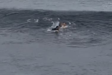 Thoát chết trong gang tấc nhờ đấm liên tiếp vào cá mập