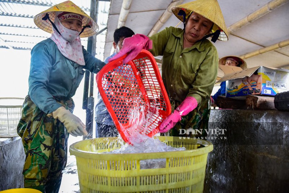 Vào mùa sứa biển, ngư dân Thanh Hóa có tiền triệu nhờ lộc trời - 8 Vào mùa sứa biển, ngư dân Thanh Hóa có tiền triệu nhờ lộc trời - 8