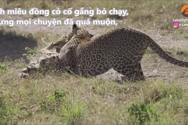 Linh miêu đồng cỏ vùng vẫy tuyệt vọng tìm đường sống giữa hàm báo hoa mai