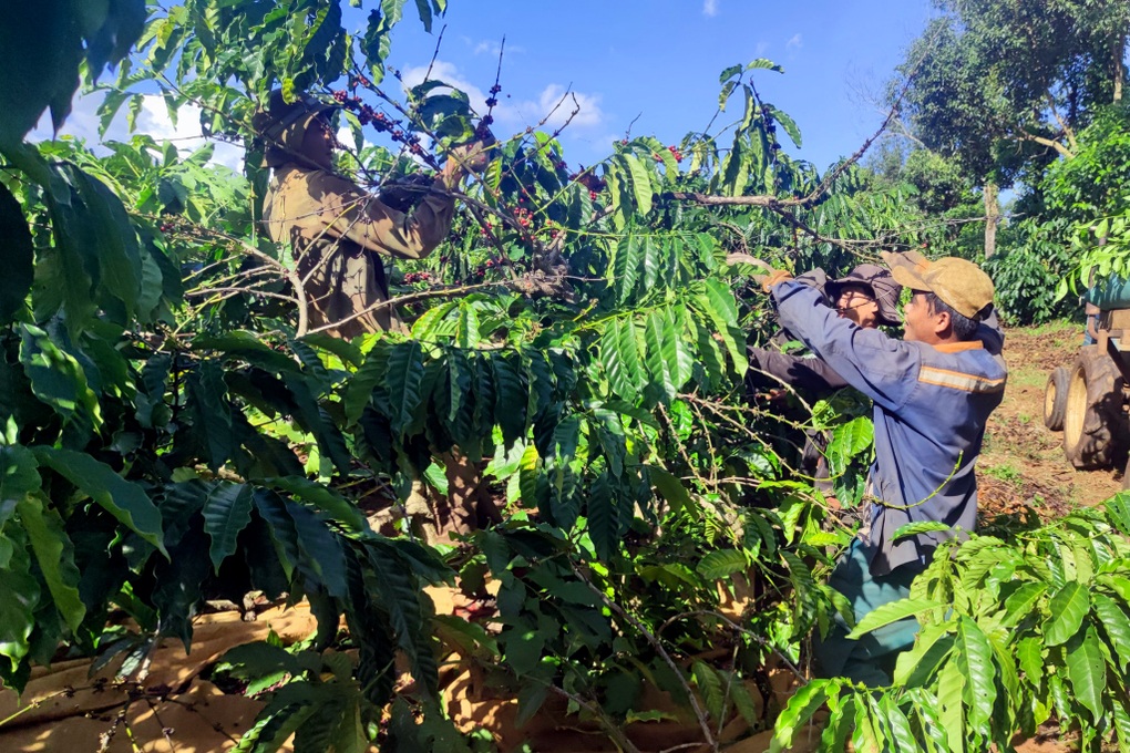 Cà phê được giá, dân chưa kịp mừng đã vội lo - 1